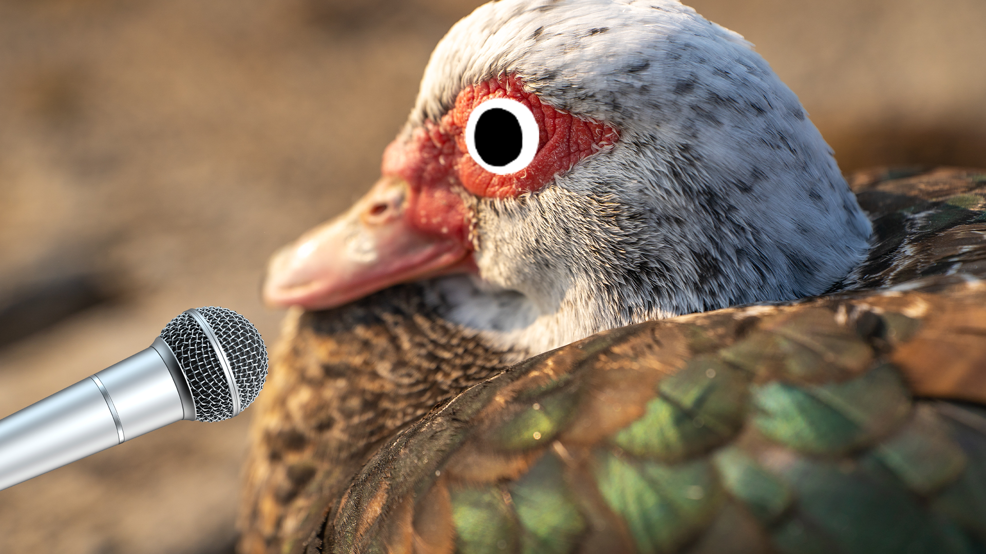 Duck with Beano microphone