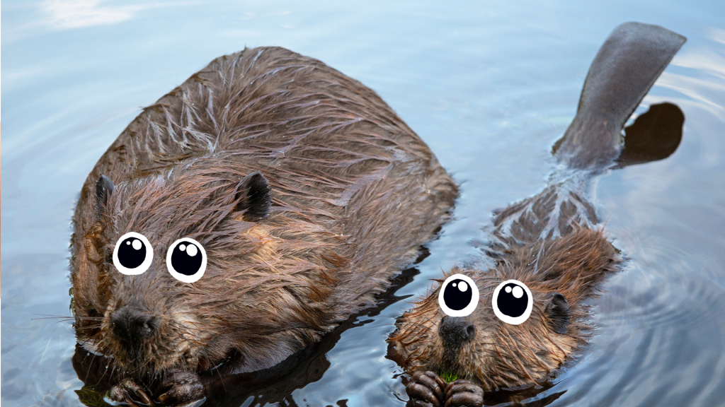 A couple of beavers