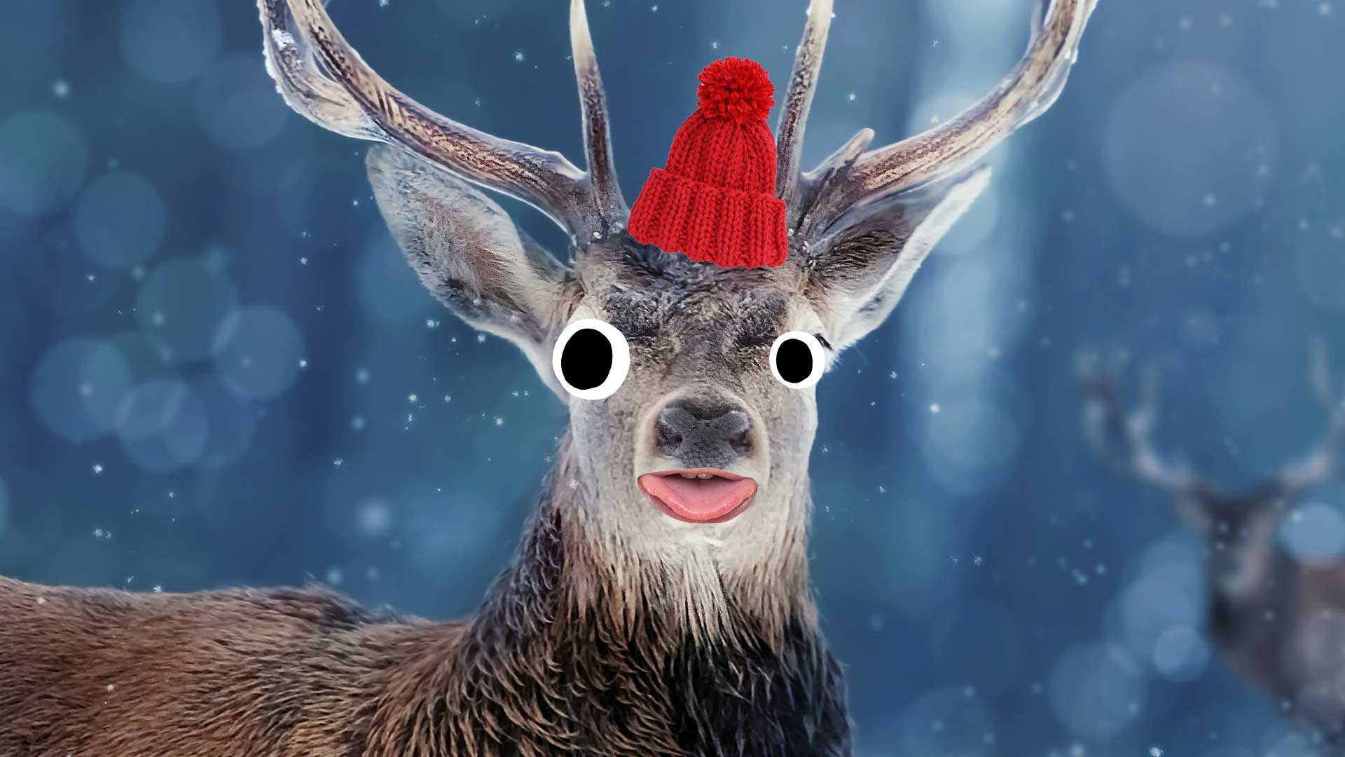 A reindeer sticking its tongue out