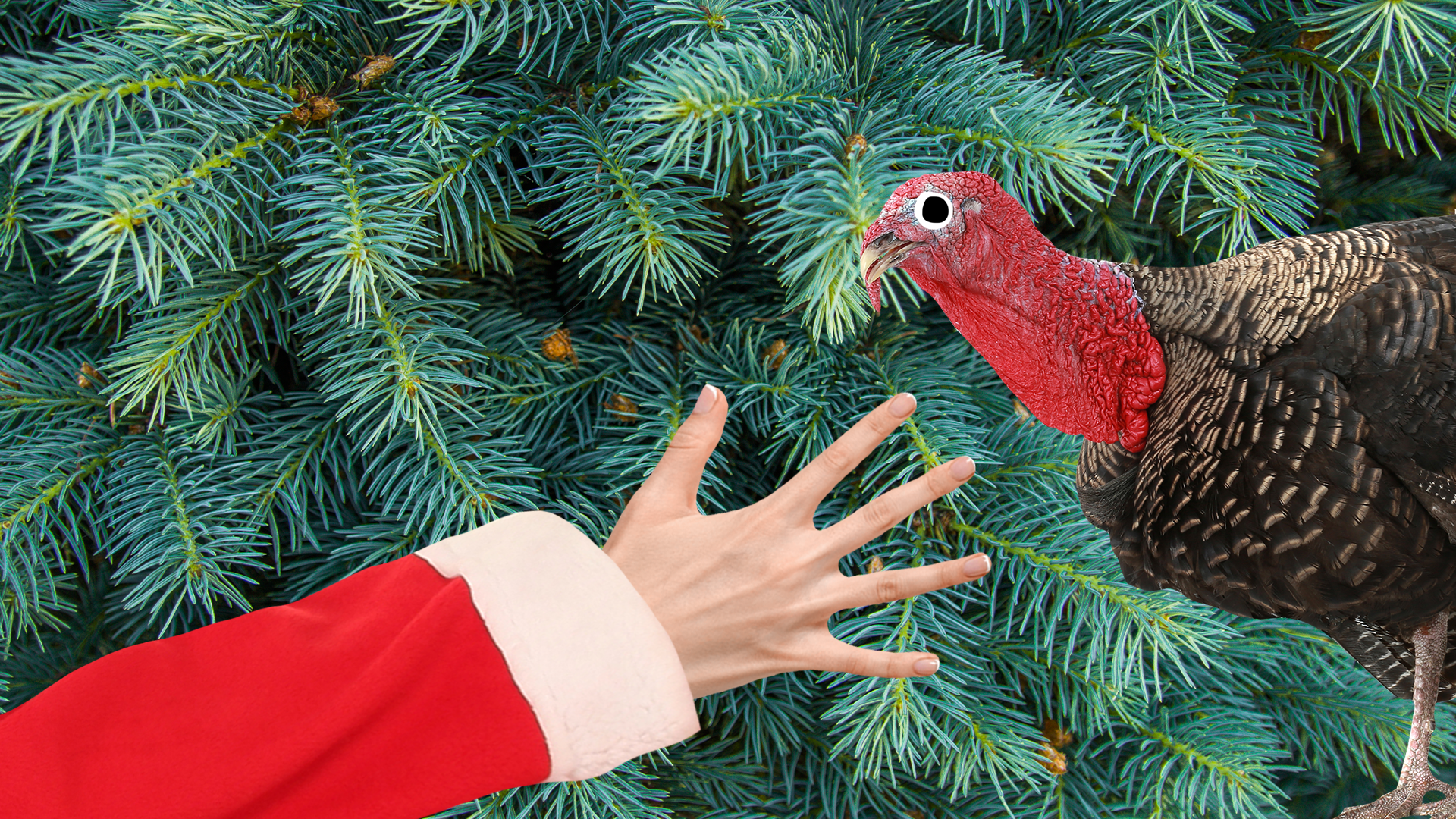 Santa hand and beano turkey on firtree background 
