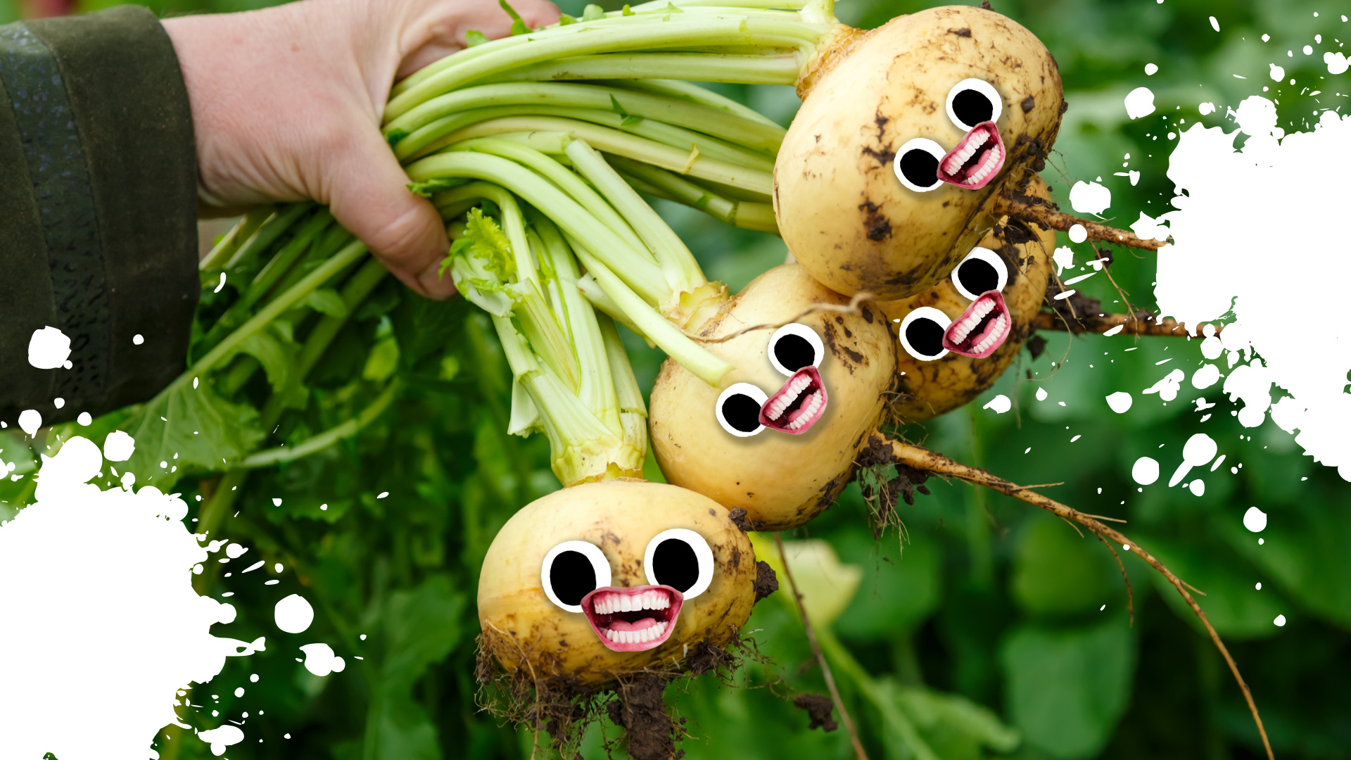A bunch of turnips