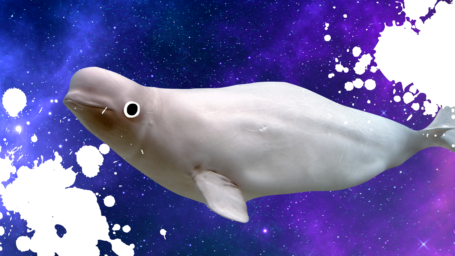 Belgua whale in space with splats