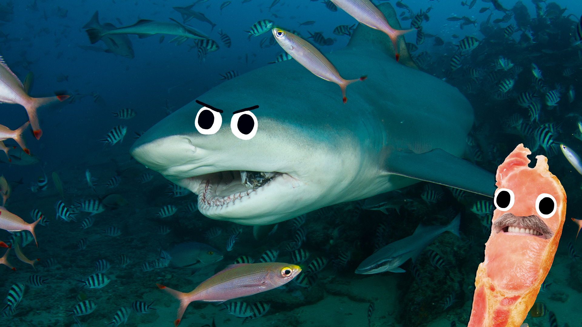 8 Catchy Facts About Baby Shark