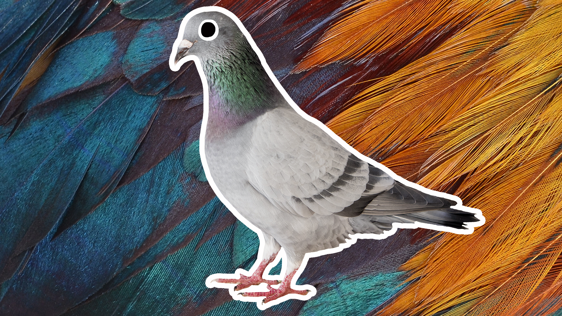 Beano pigeon on feather background 