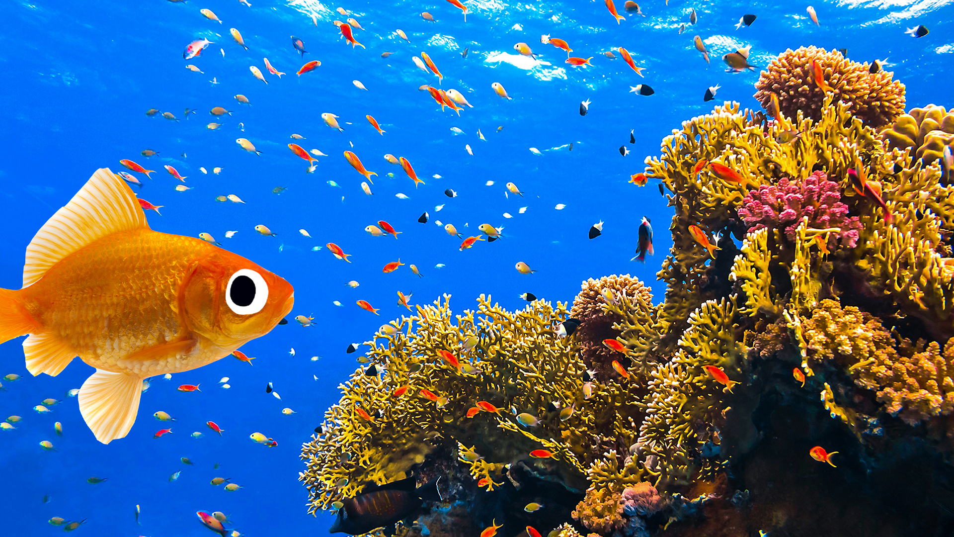 Goldfish and under sea scene