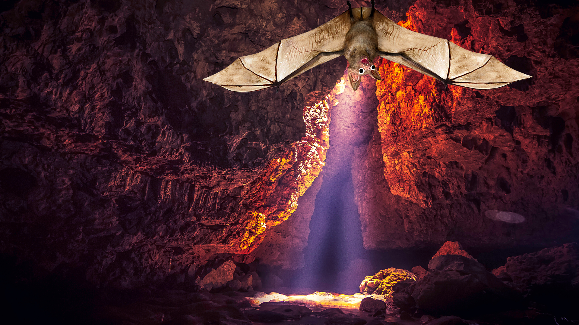 Cave with Beano bat
