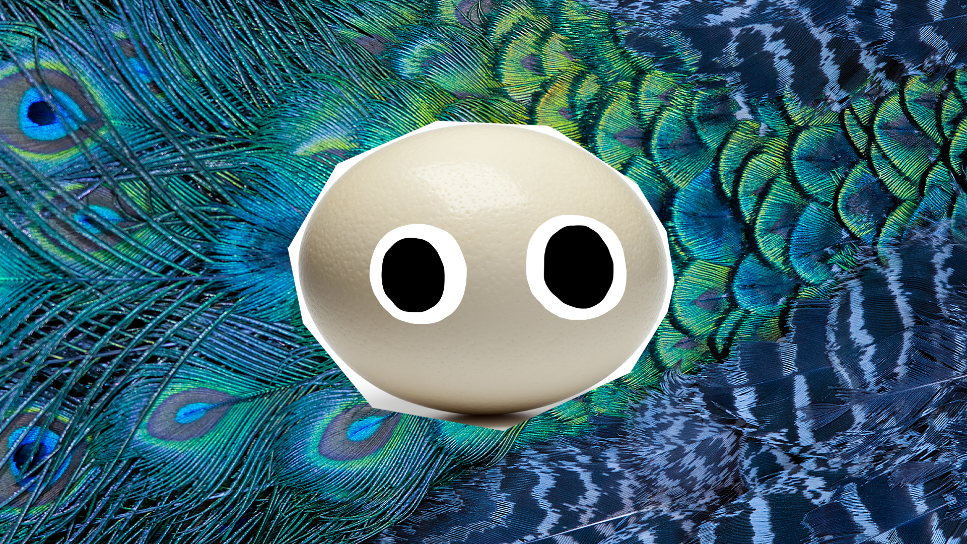 Egg with eyes on feather background
