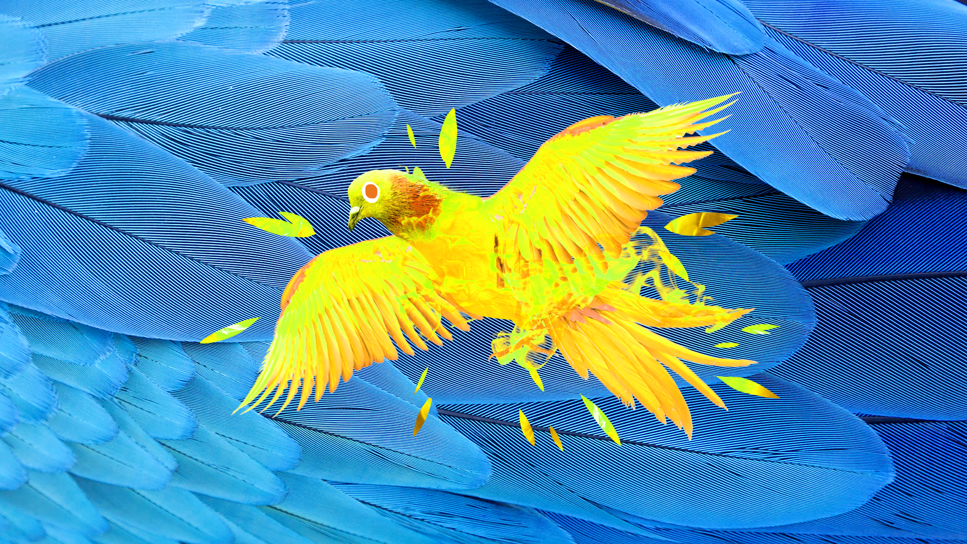 Beano phoenix on feather background 