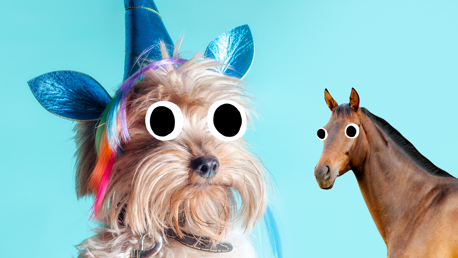 Puppy dressed as unicorn on turquoise background with startled looking horse