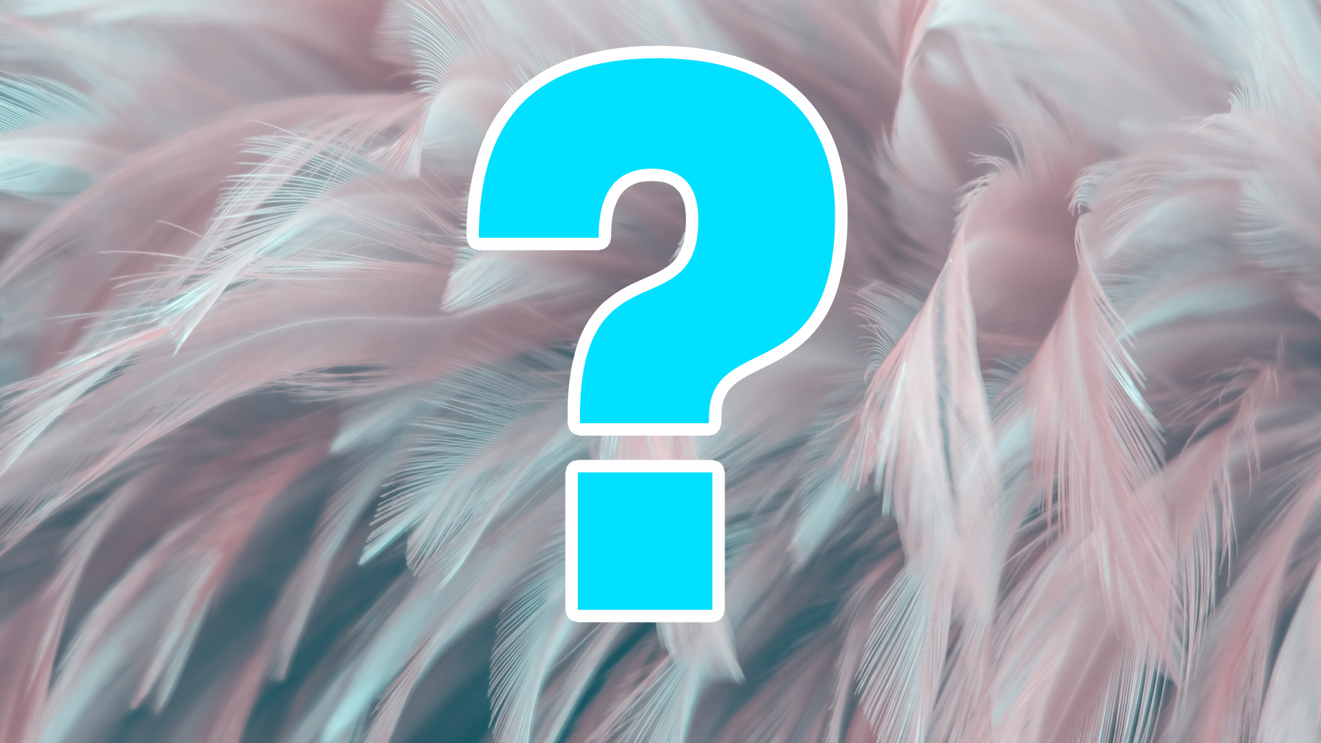 Question mark on feather background