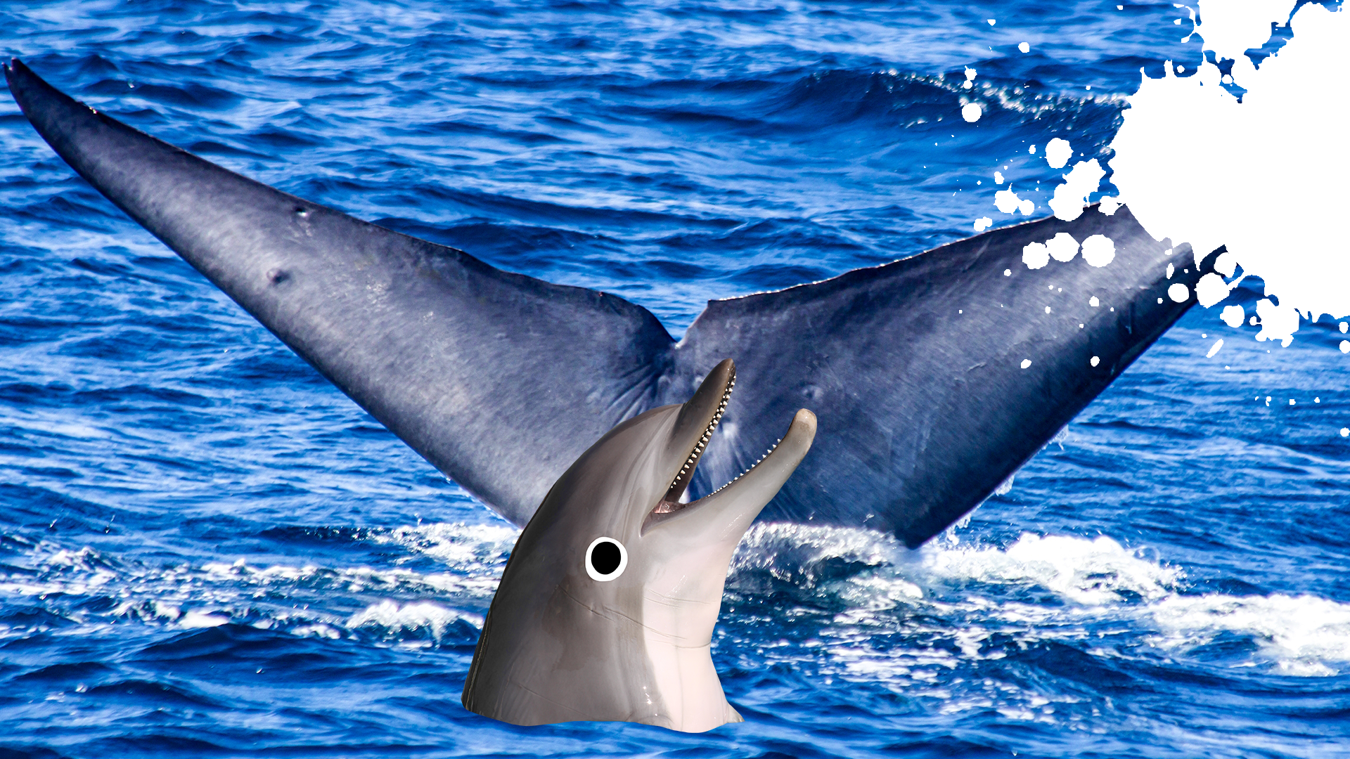 Whale tail and smiley dolphin