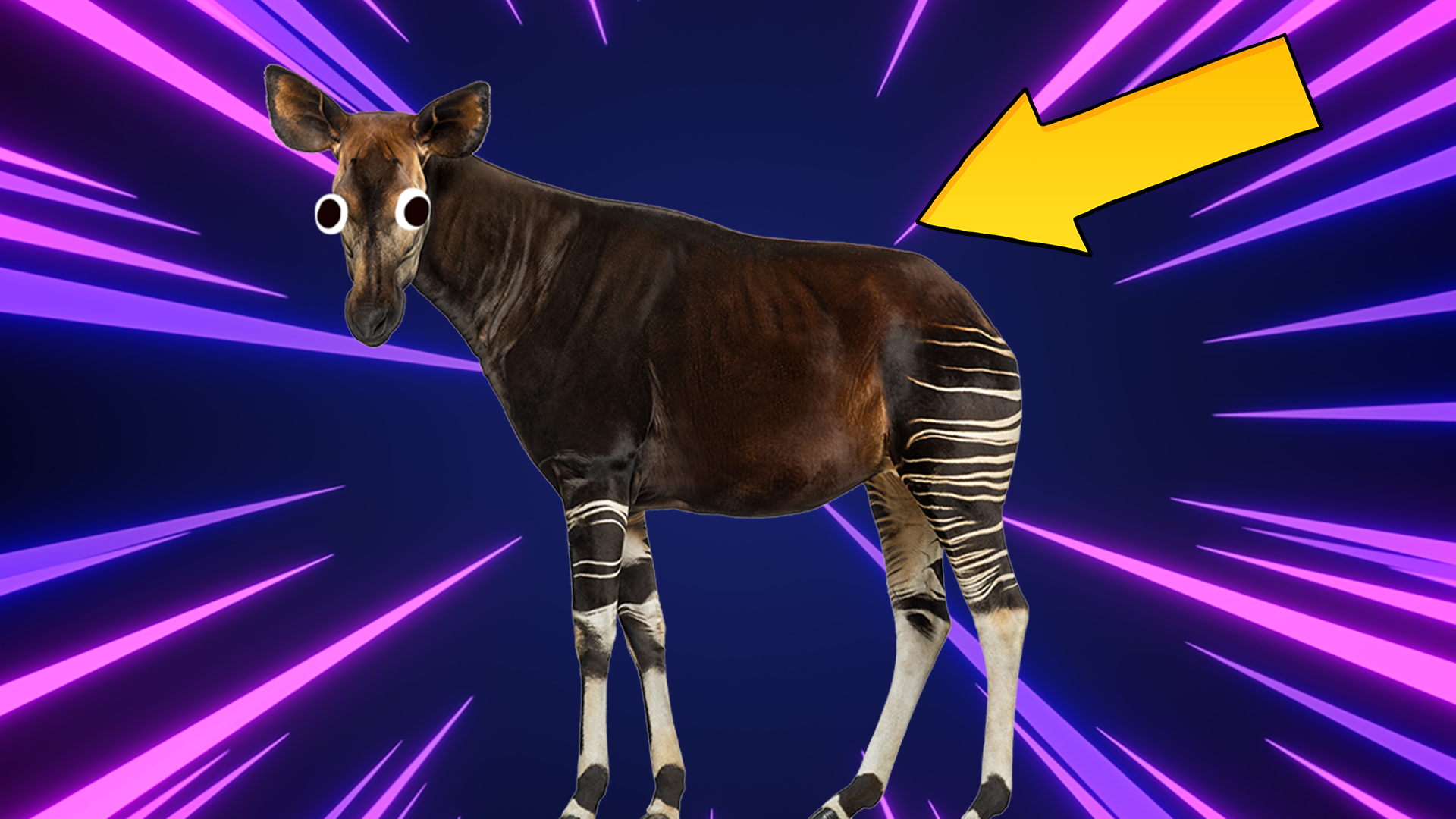 Okapi with arrow on laser background