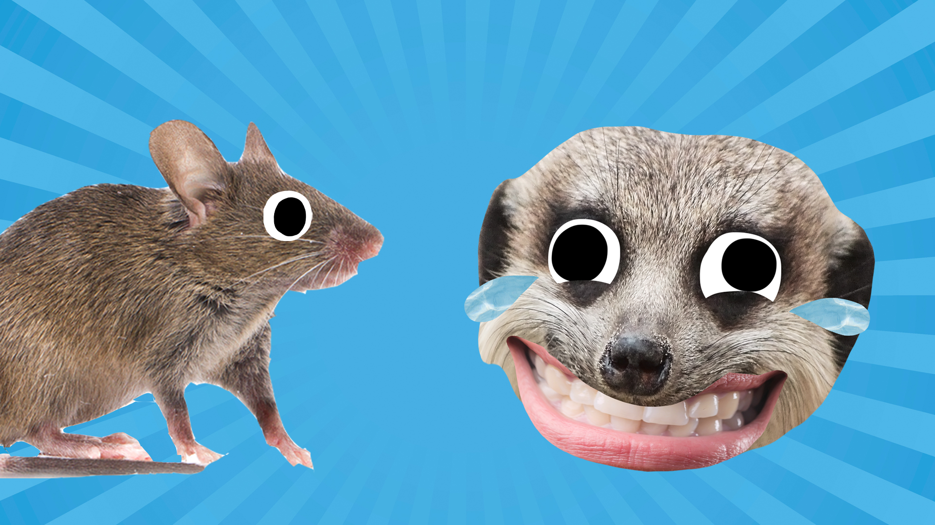 56 Mouse Jokes Which Are Cheese-Free 