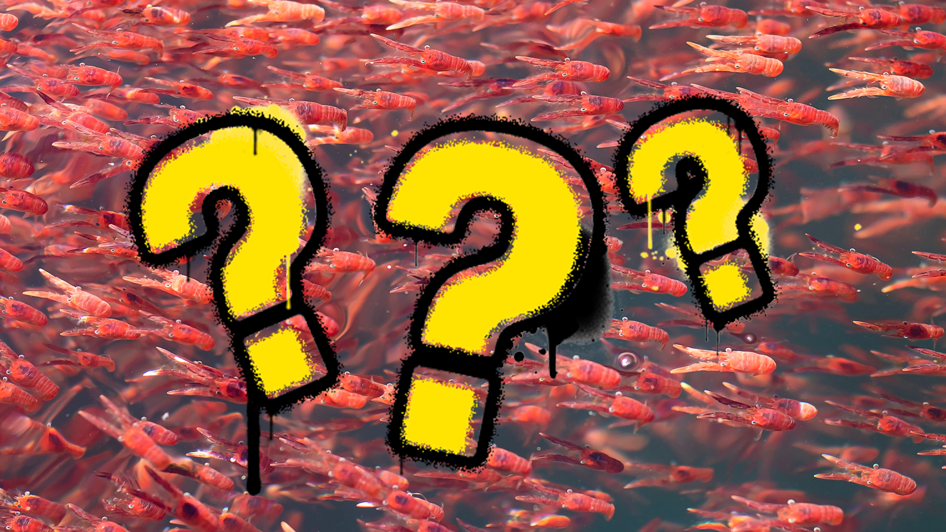 Sea creatures background with graffiti question marks 