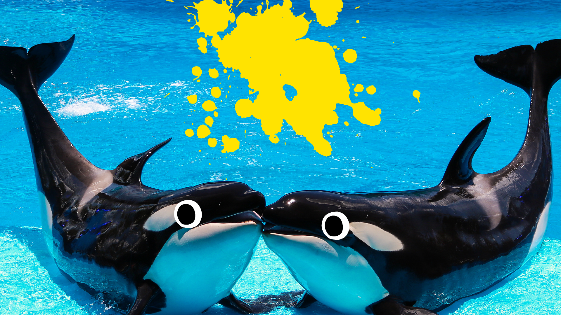 Two killer whales with splat
