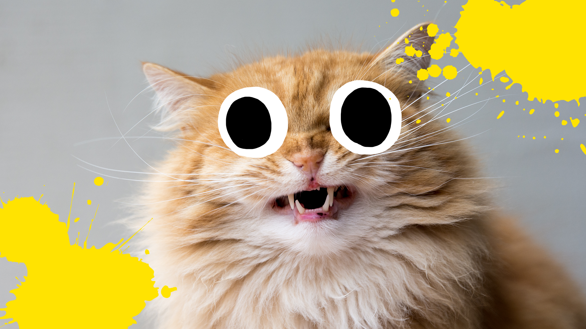 Goofy cat with yellow splats