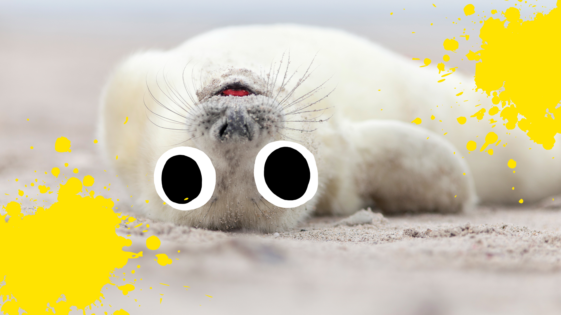 Cute seal with yellow splats