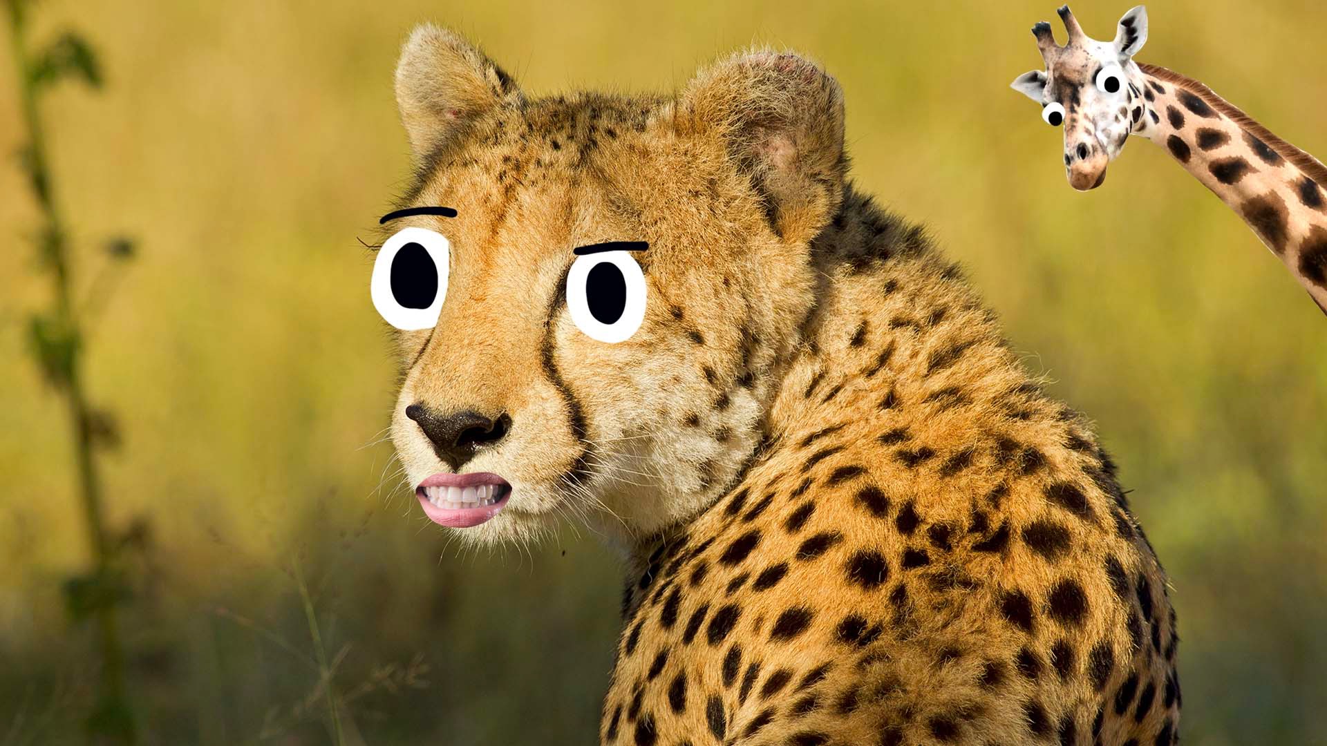 A cheetah and giraffe