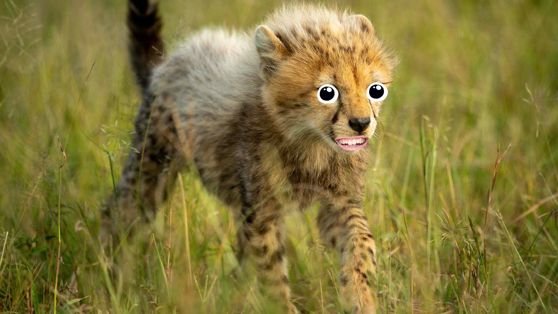 A cheetah cub