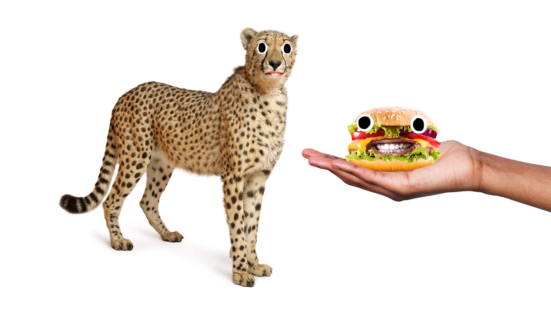 A cheetah and a hamburger