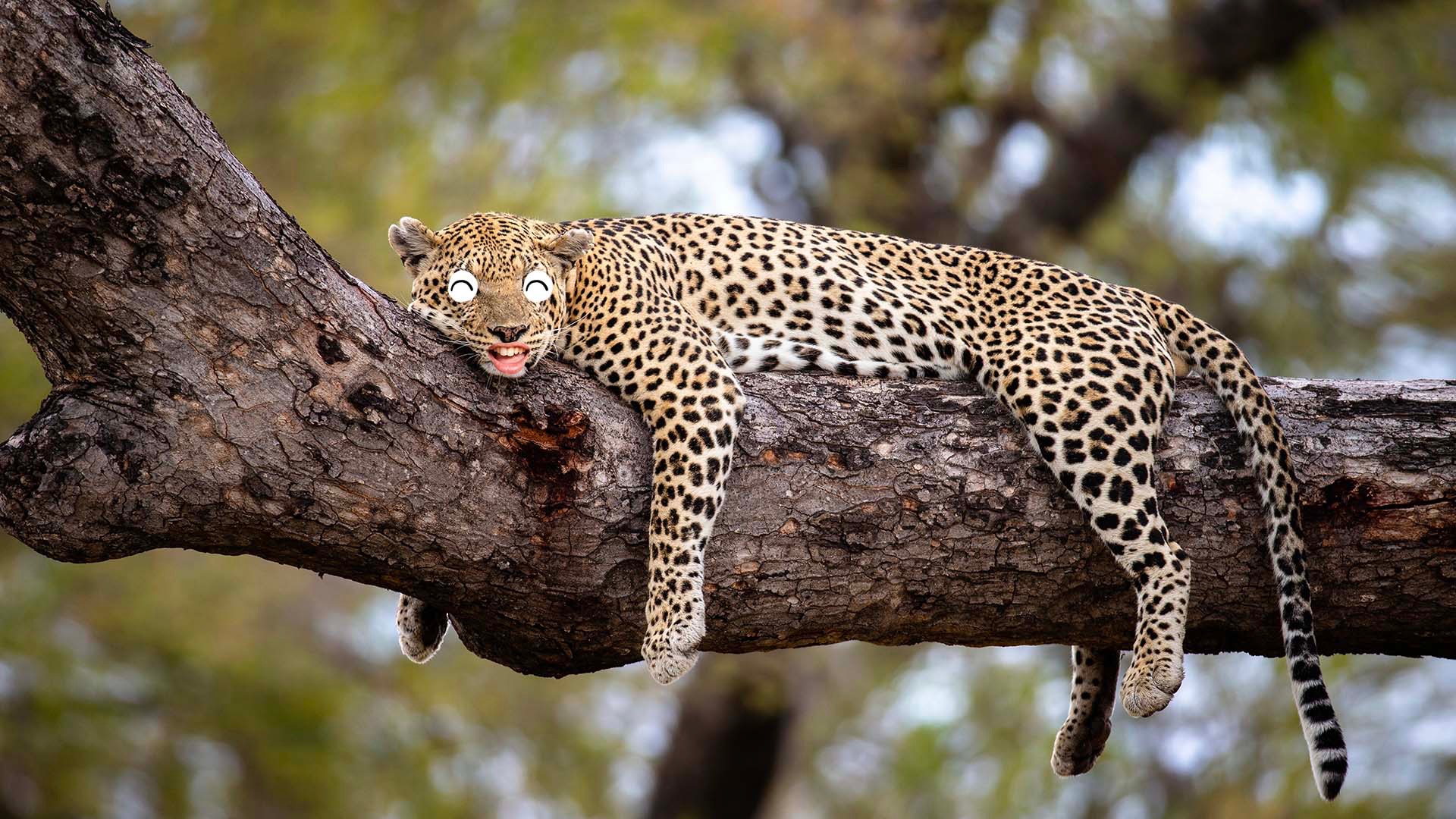A sleeping cheetah