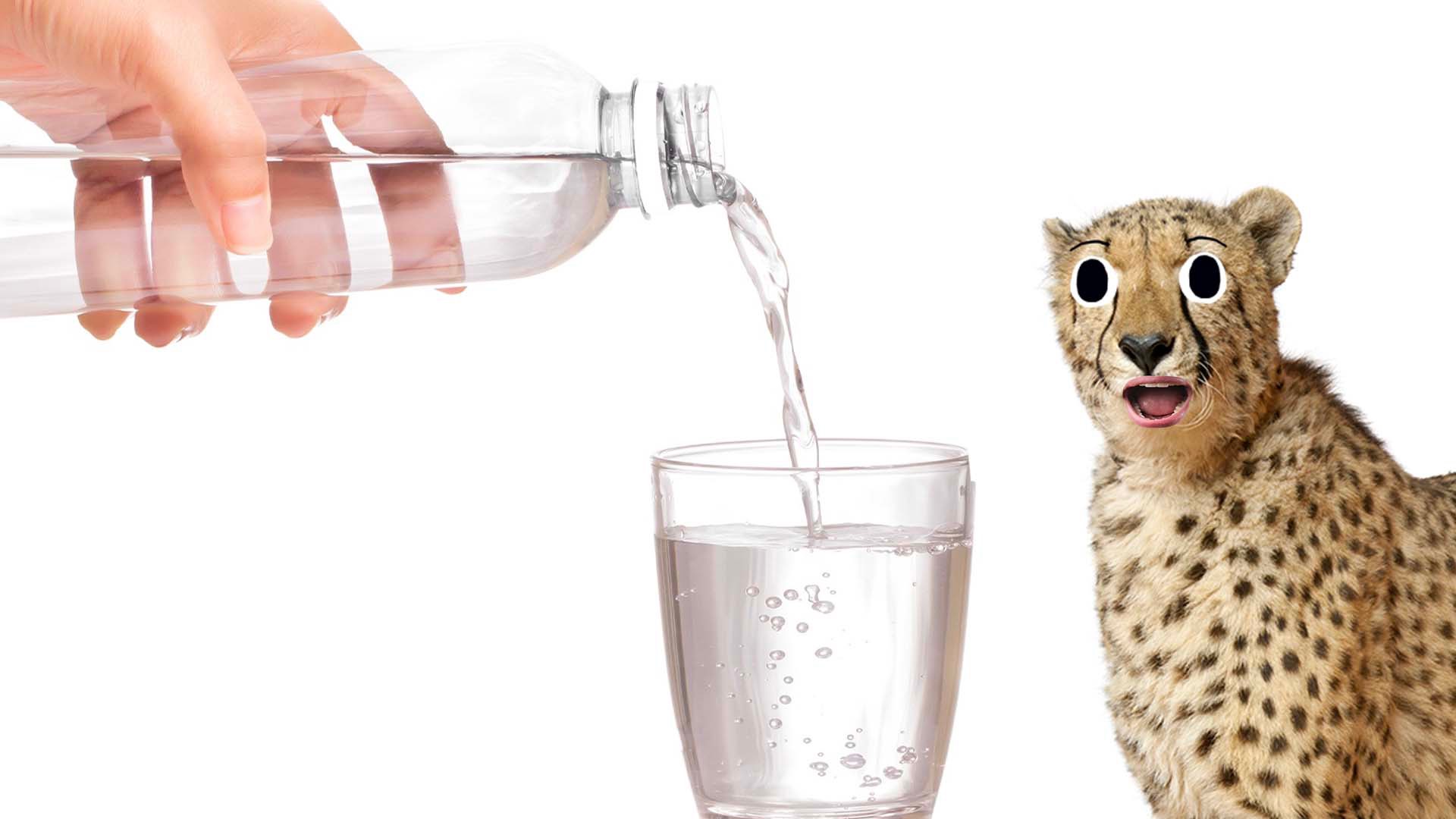 A cheetah and a glass of water