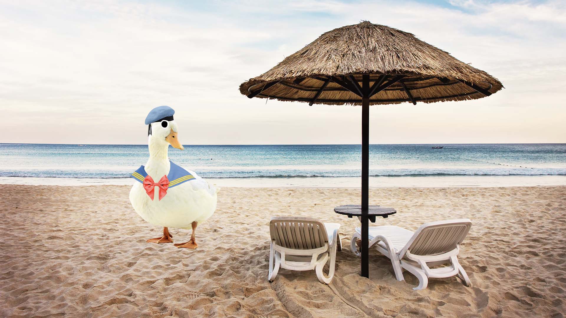 A duck on a sandy beach