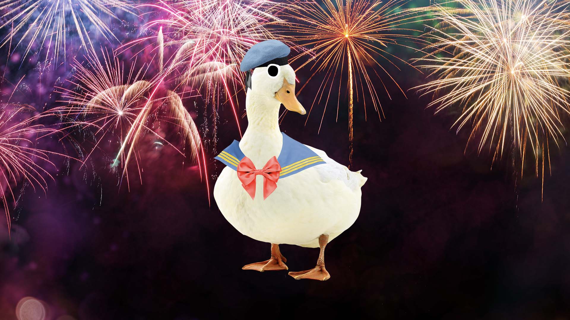 A duck watching a fireworks display