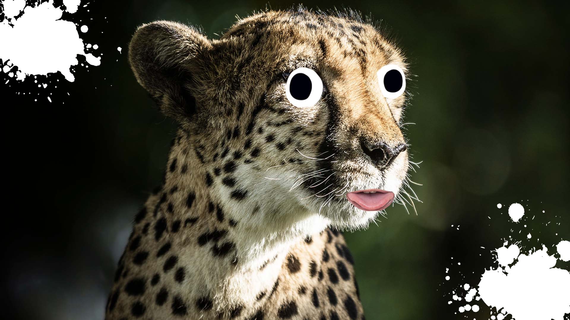 A close up of a cheetah’s face