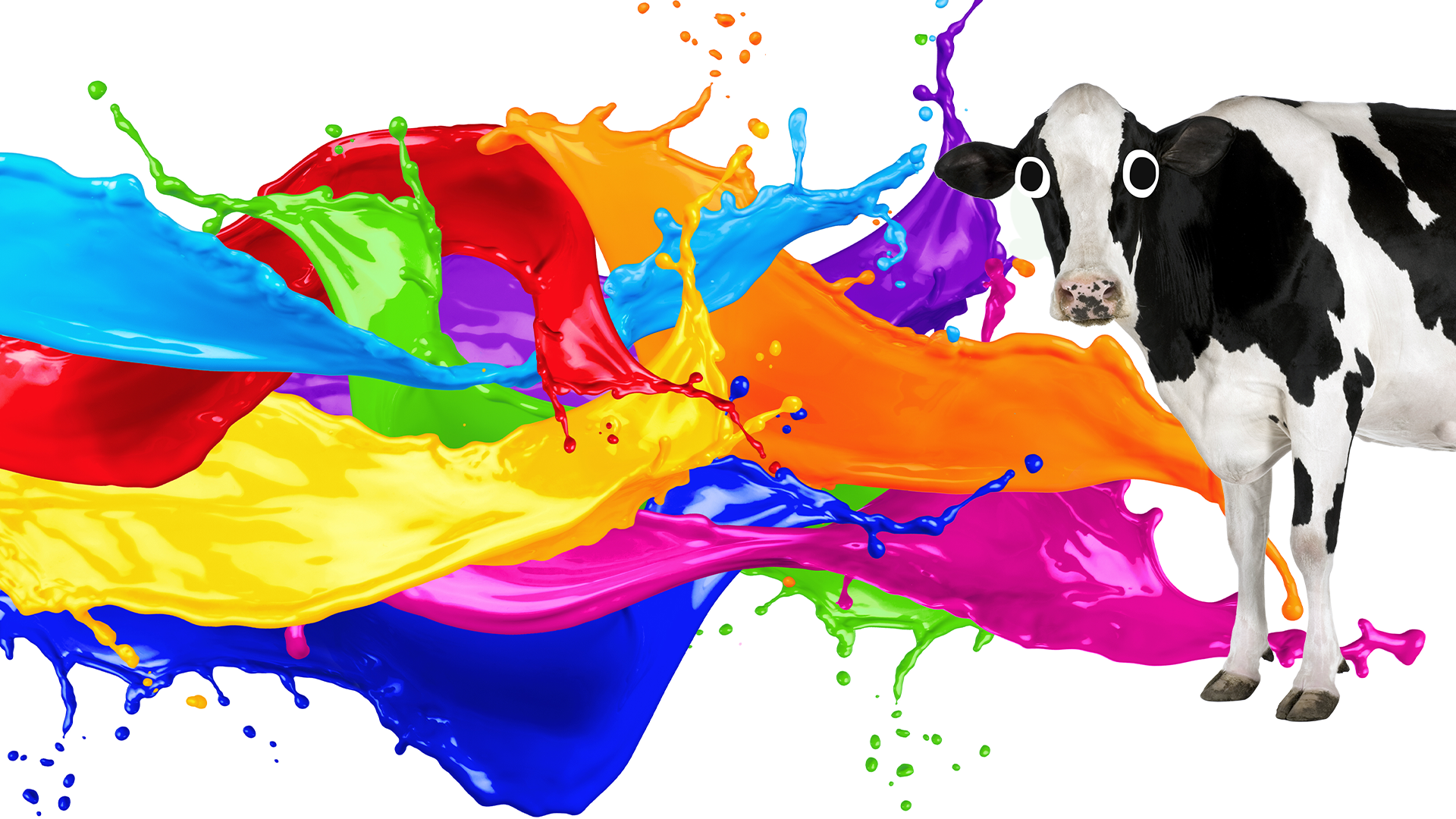 Colour splash cows