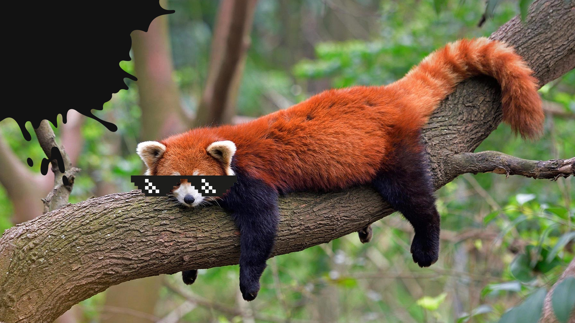 Red panda in shades with splat