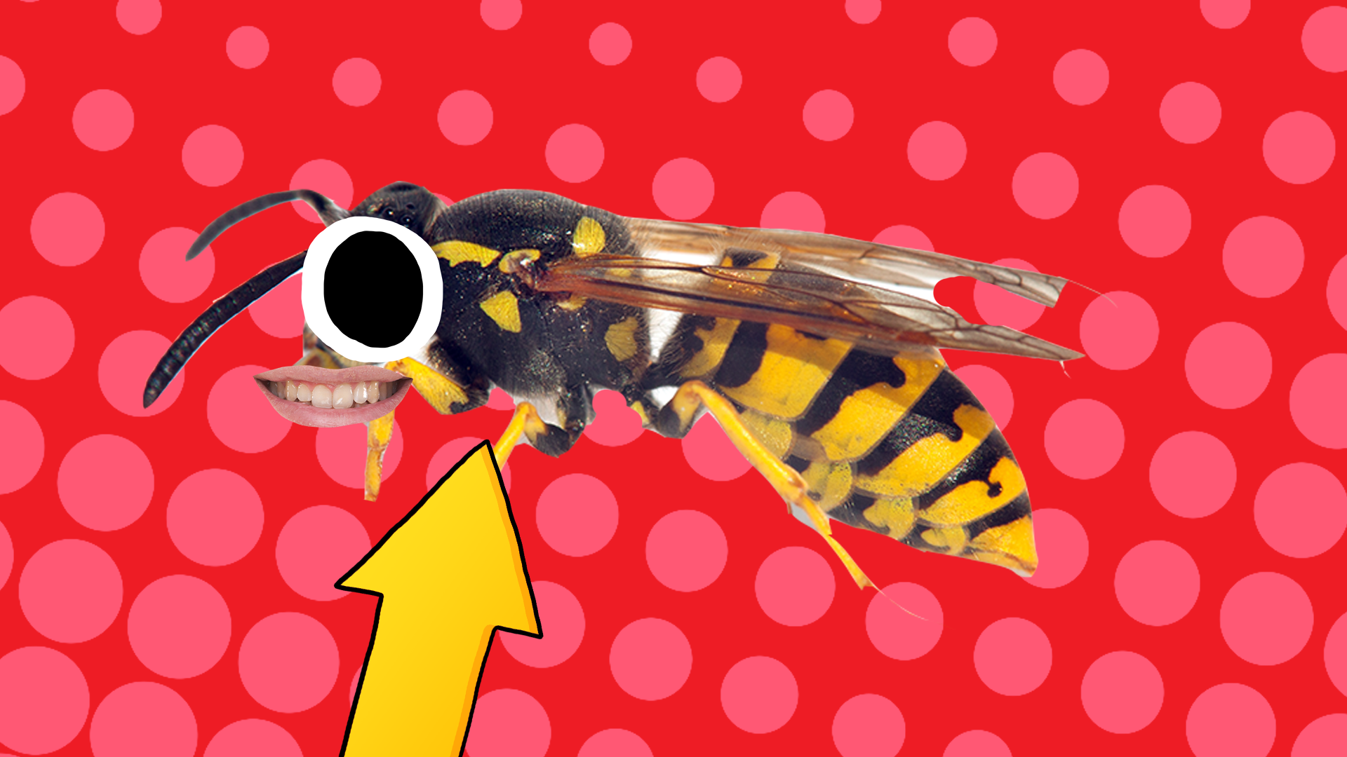 Smiley wasp with arrow on red background