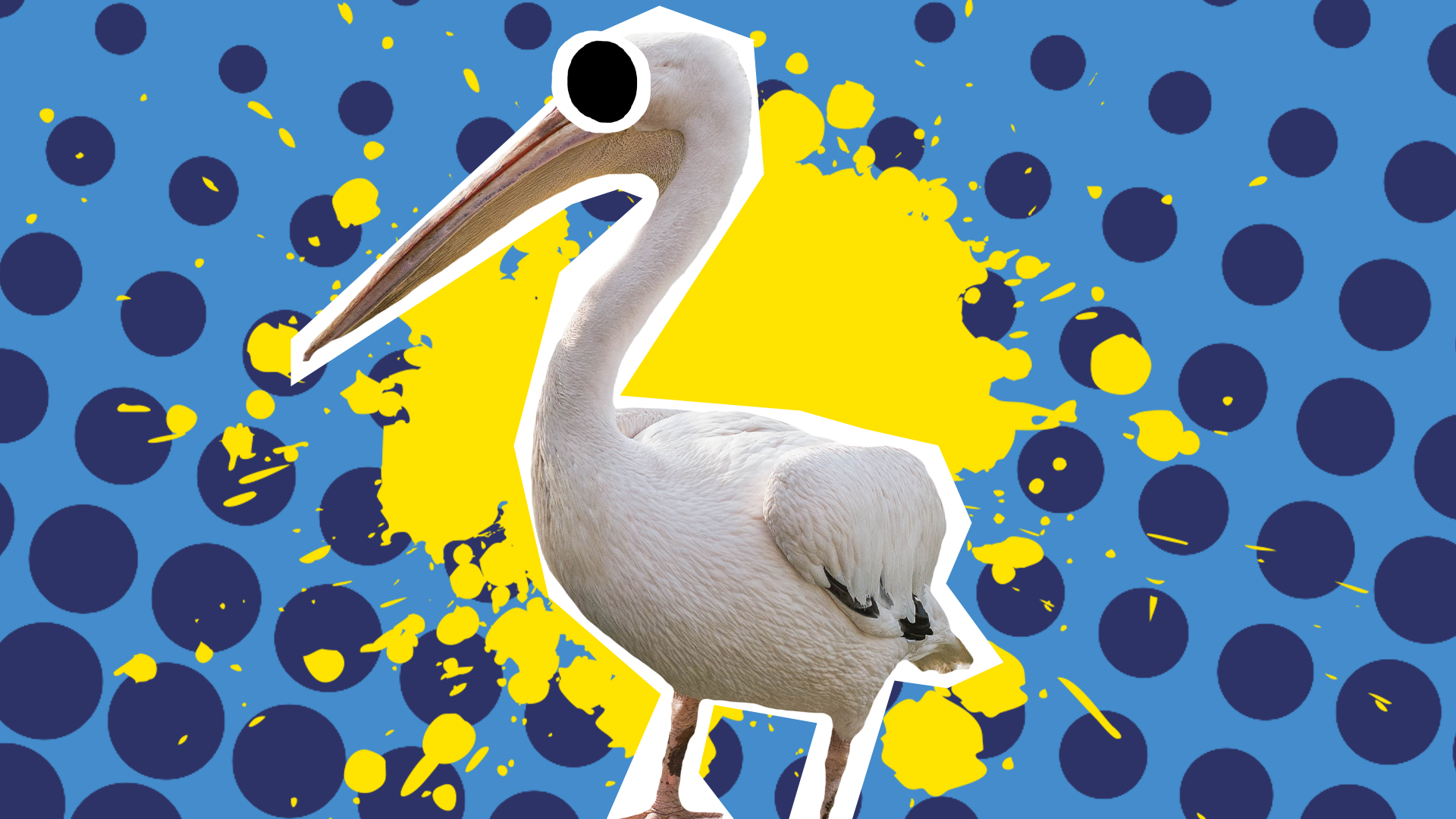Pelican with yellow splat on blue background