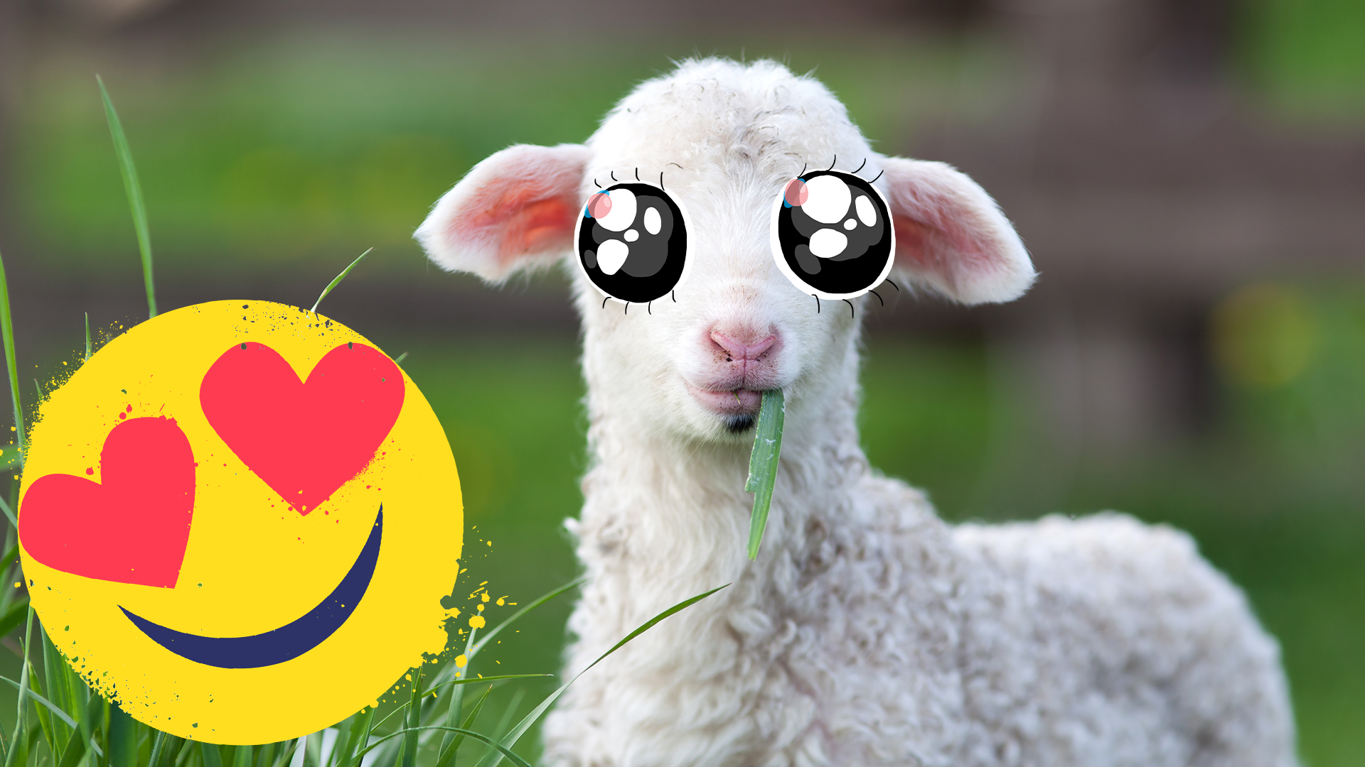 Baby lamb and Beano emoji