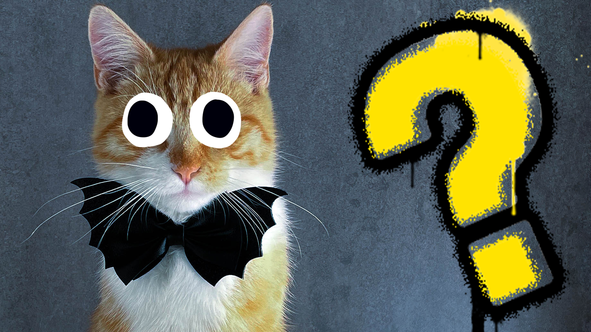Cat with bat bow tie and question mark