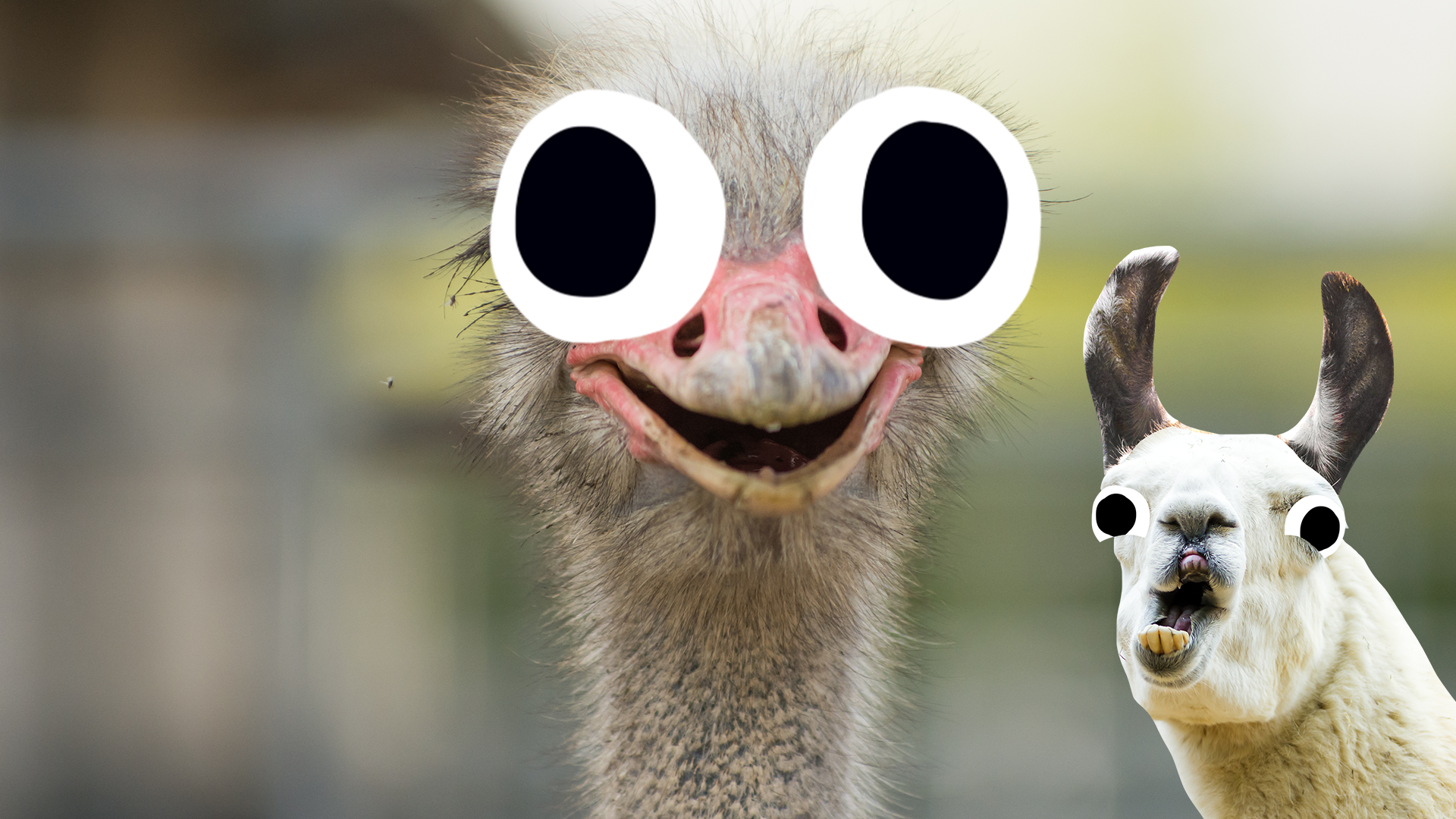 Goofy ostrich and goofy llama