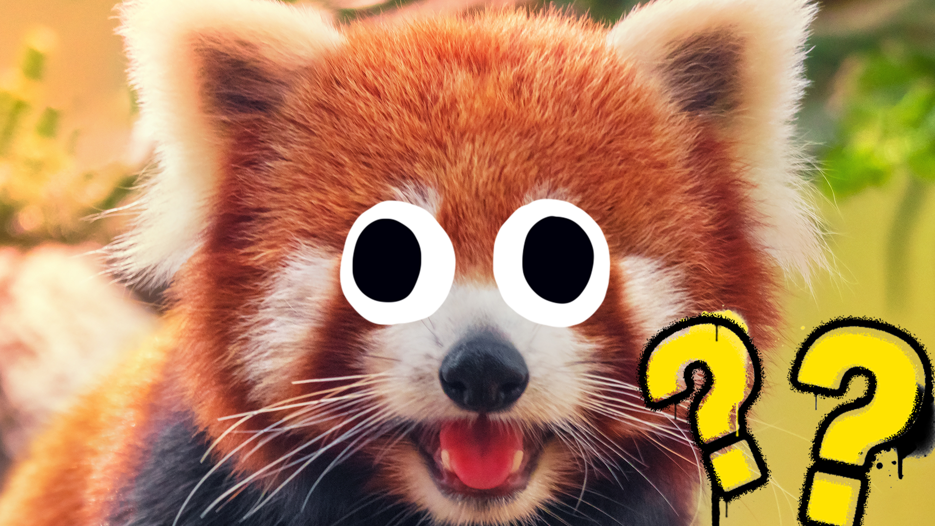 Red panda with Beano eyes and question marks