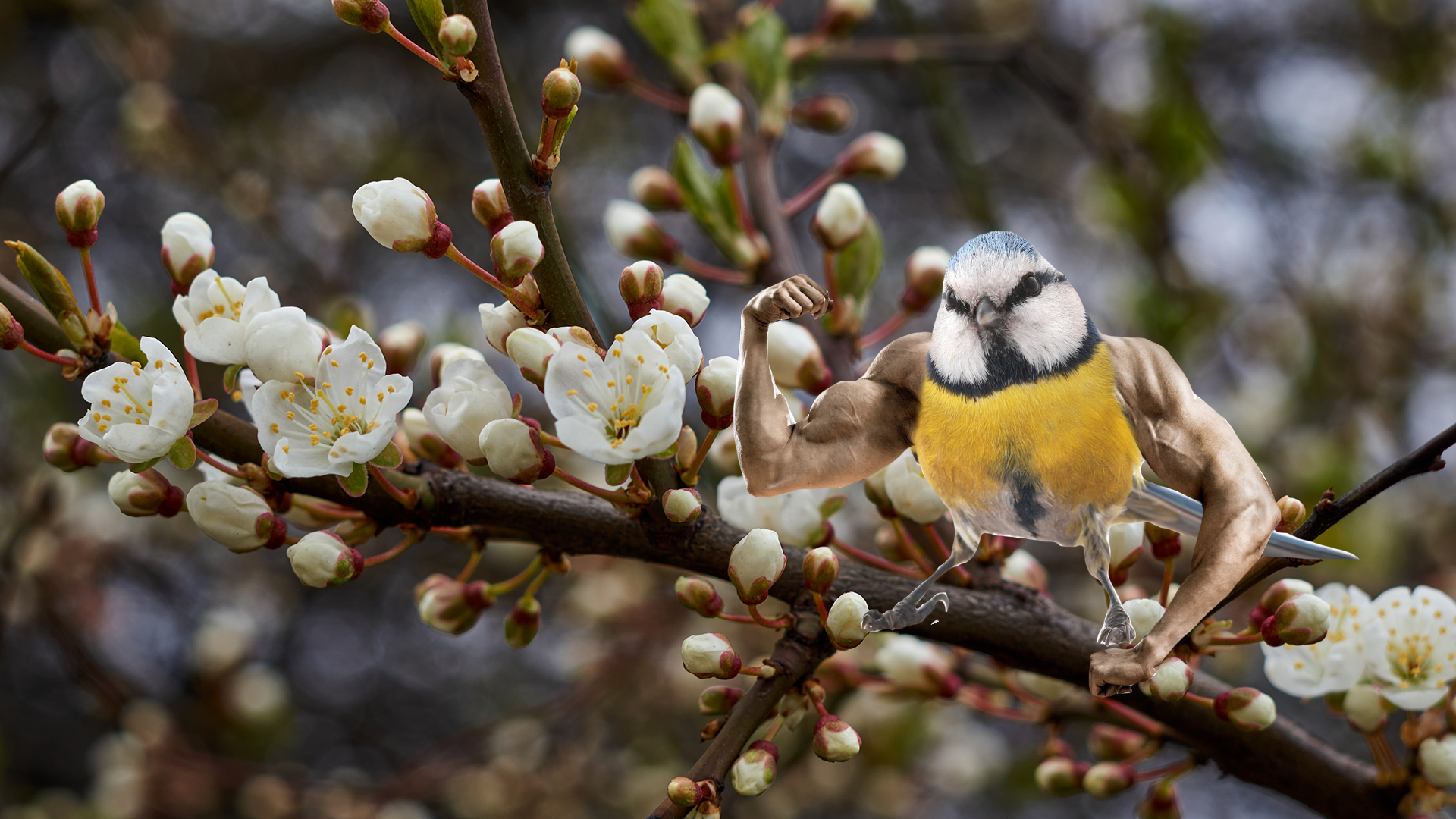 Blossom with Beano bird