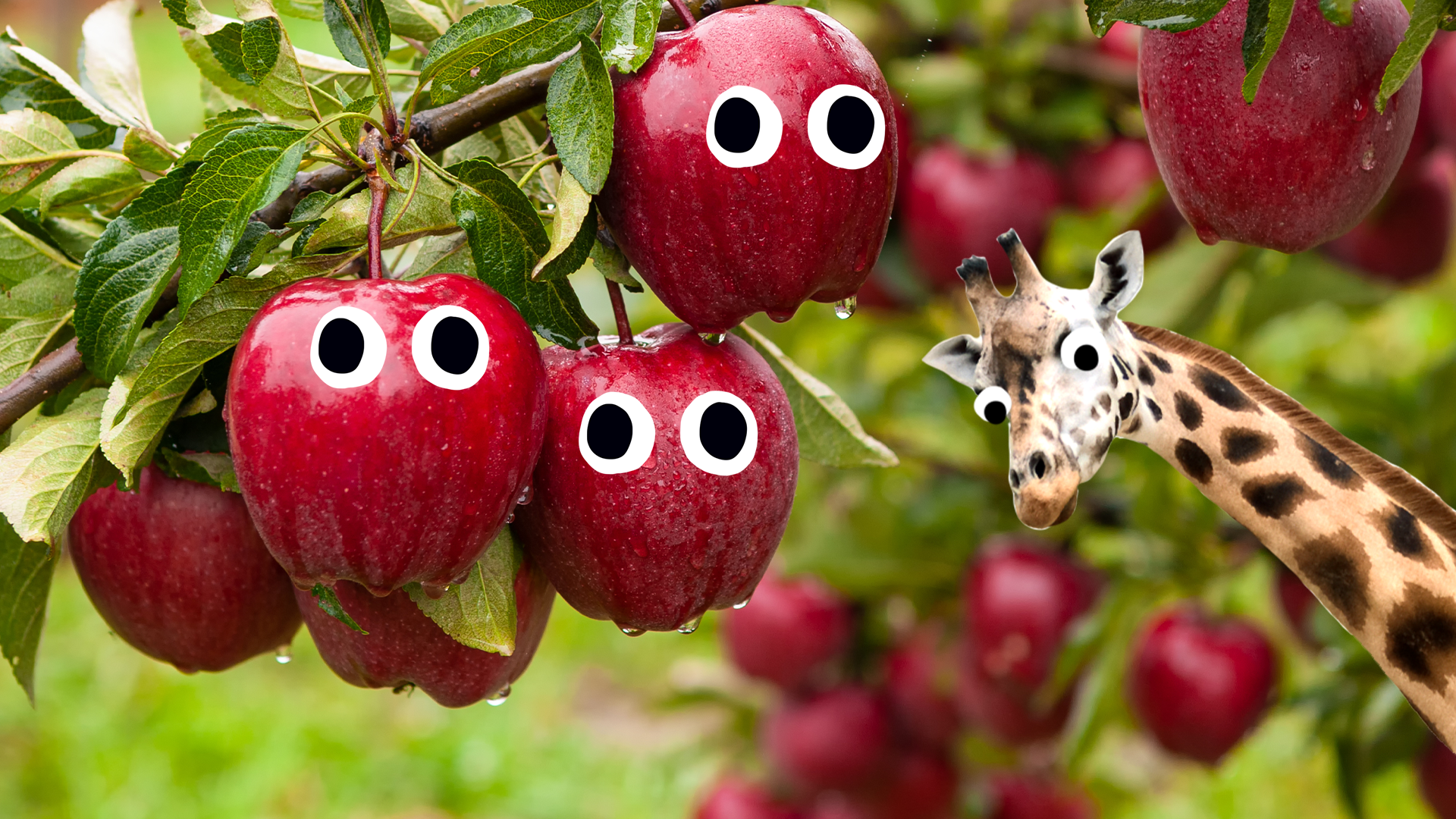 Apples on tree and Beano giraffe