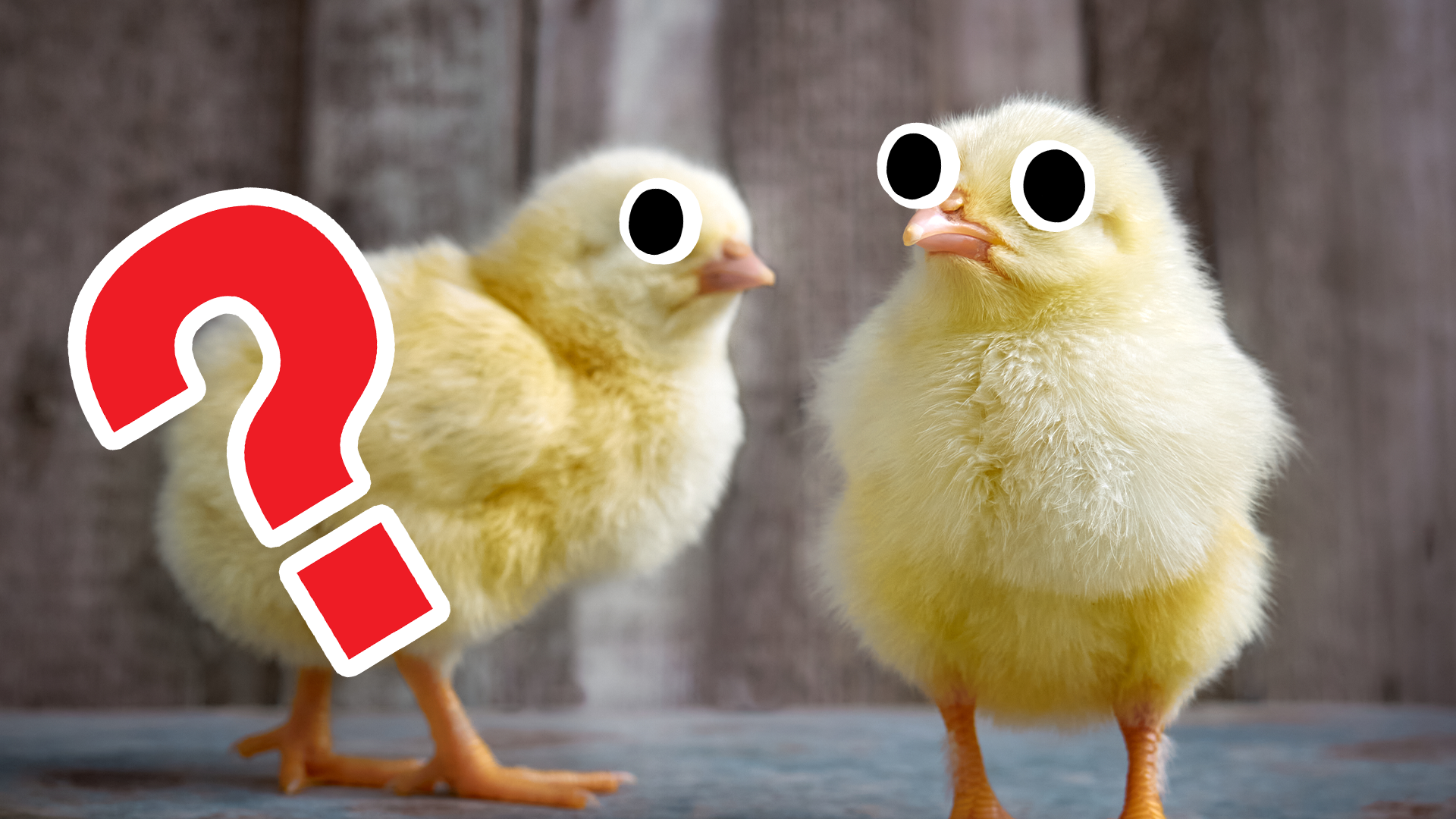 Easter chicks with question mark