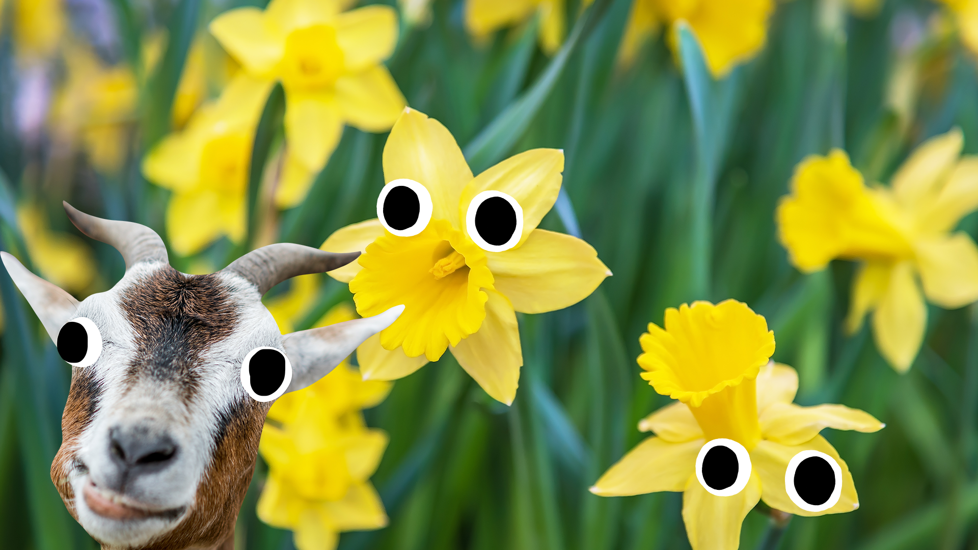 Daffodils with eyes and derpy goat
