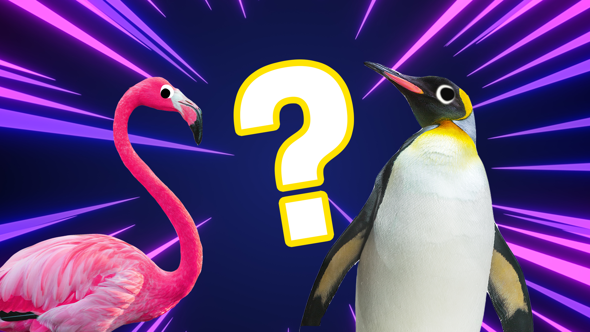 Penguin and flamingo with question mark on laser background
