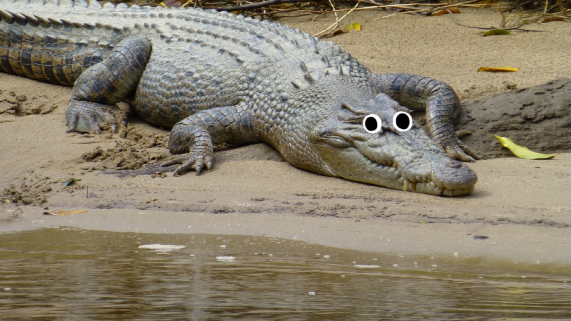 A crocodile on a river bank