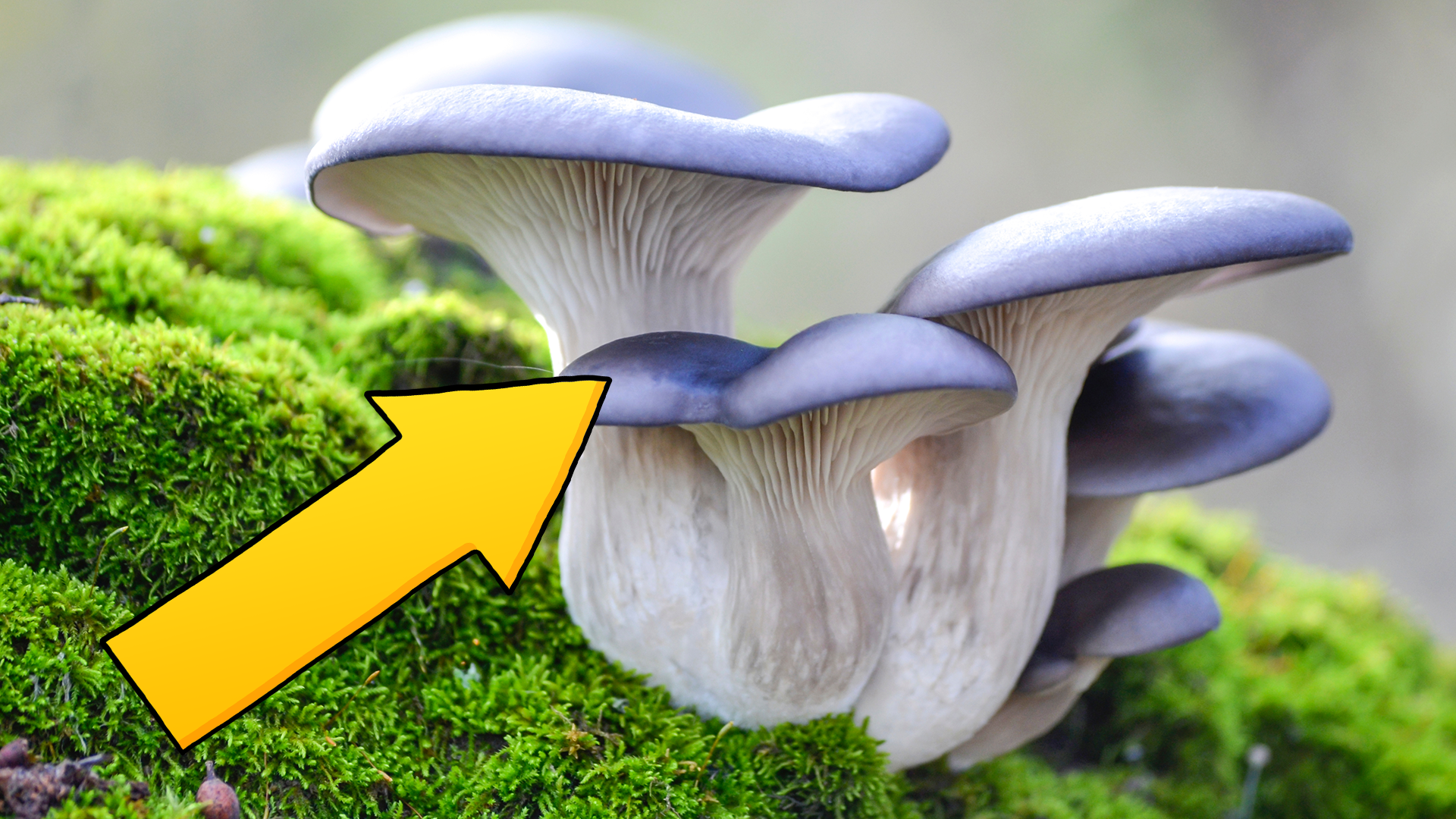 Mushrooms with arrow