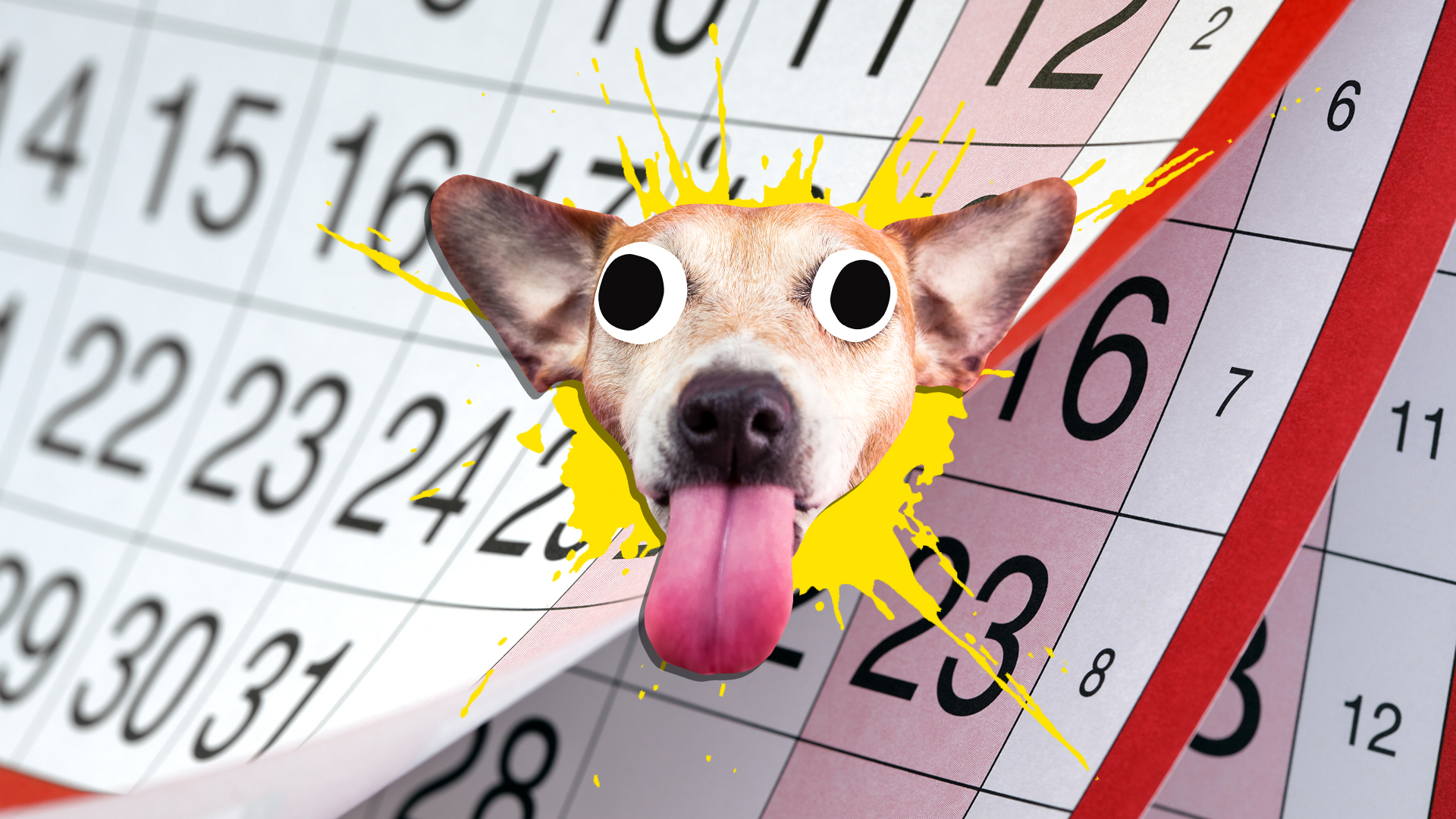 A dog sticking its tongue out and a calendar in the background