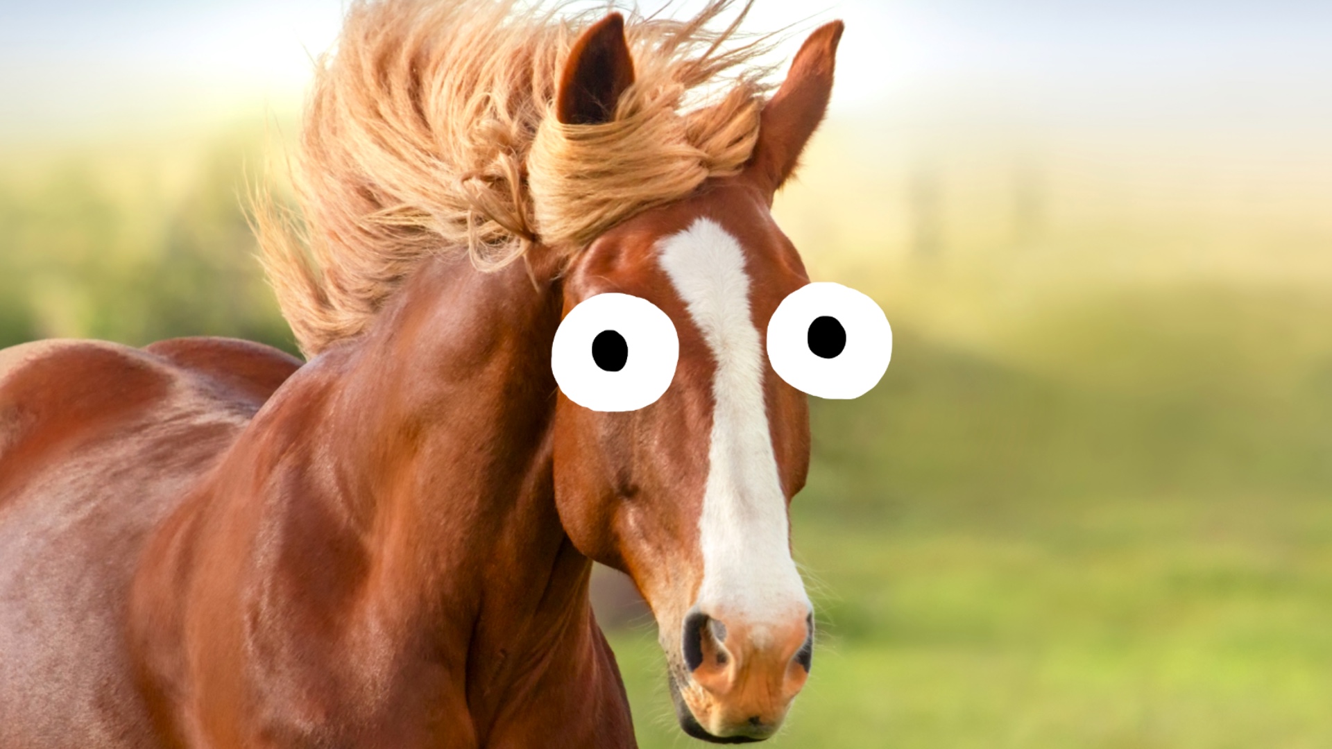 horse.jpeg
