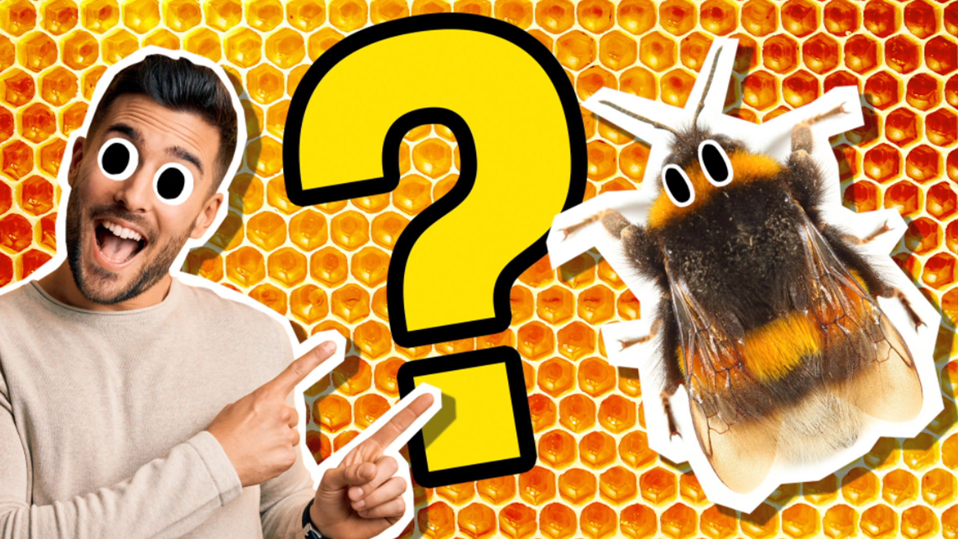 Man vs Bee quiz