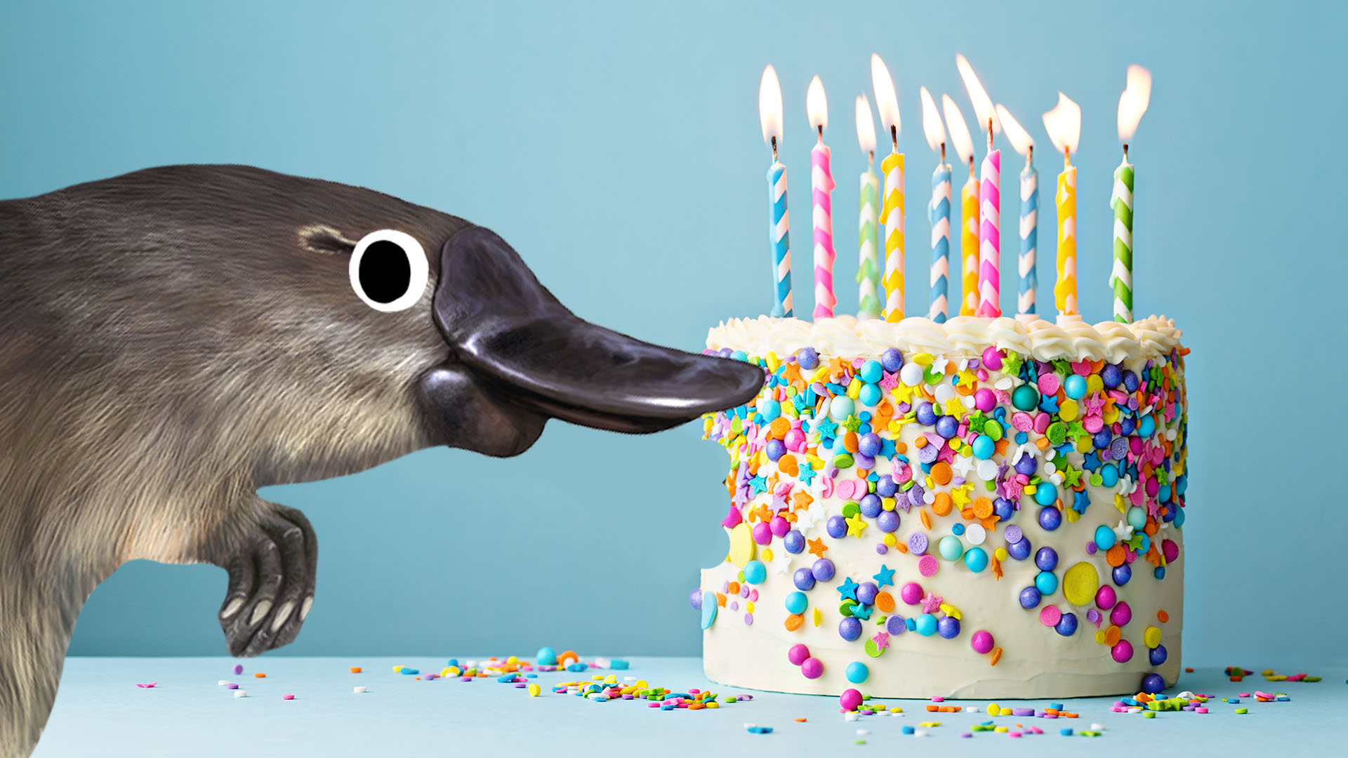 A platypus eating a birthday cake