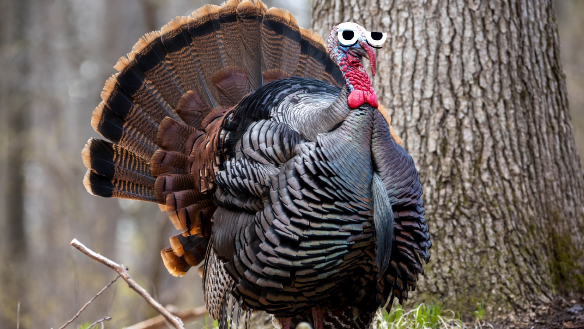 15 Amazing Turkey Bird Fun Facts | Beano