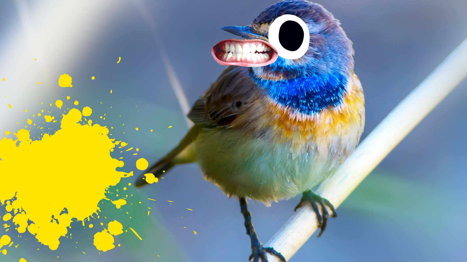 Bird with goofy face and yellow splat